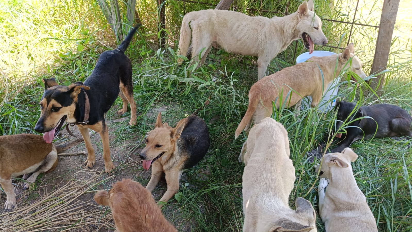 Denuncian a Frichem por maltrato animal