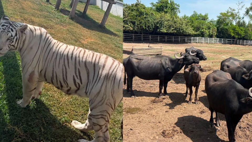 Aseguran 130 animales exóticos en un rancho de Tamaulipas durante operativo contra el «huachicol»; destacan tigres, hienas y un camello