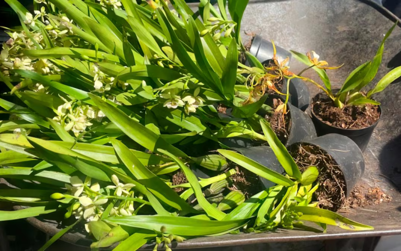 Profepa asegura 171 ejemplares de flora en Puebla