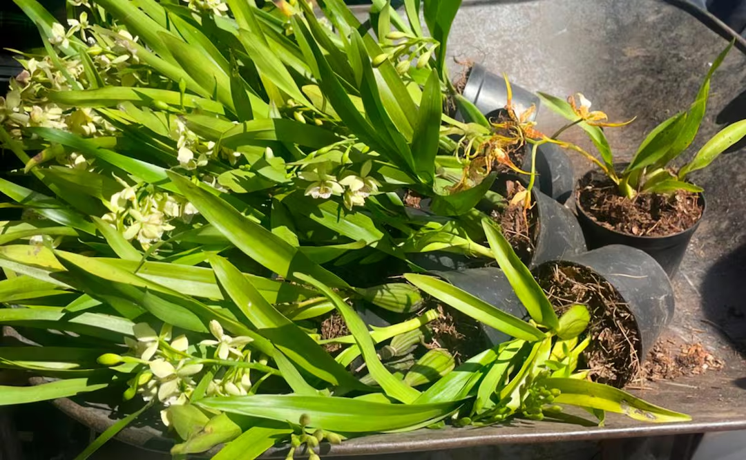 Profepa asegura 171 ejemplares de flora en Puebla