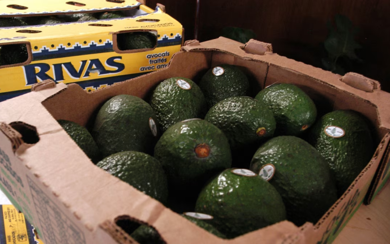 Este aguacate no salió bueno: EU suspende importaciones desde Michoacán por inseguridad