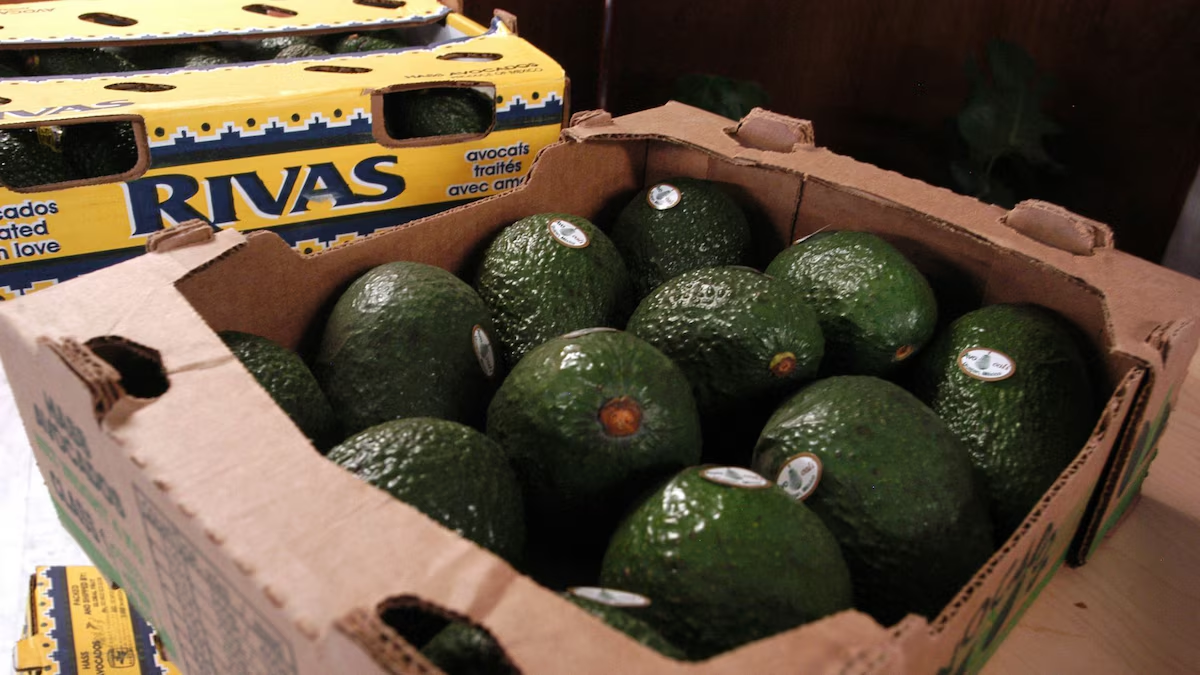 Este aguacate no salió bueno: EU suspende importaciones desde Michoacán por inseguridad