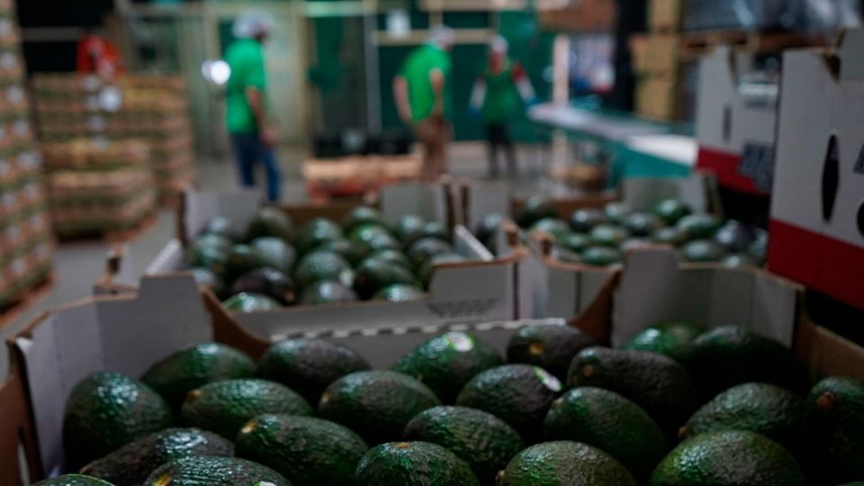 Asociación mexicana de aguacateros pide a Estados Unidos reactivar programa de exportación