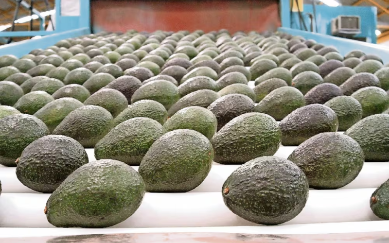 Suspensión de exportaciones de aguacate a EU afecta 20 mil toneladas semanales, calculan; Jalisco puede compensar parcialmente