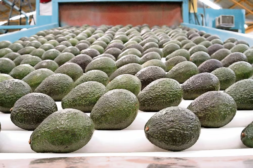 Suspensión de exportaciones de aguacate a EU afecta 20 mil toneladas semanales, calculan; Jalisco puede compensar parcialmente