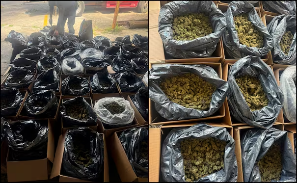 Decomisan cargamento de 300 kilos de m*rihuana en carretera de Tabasco; detienen a una persona