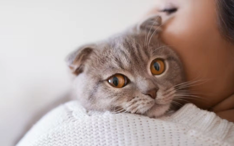 Día Internacional del Gato: México tiene 19.2 millones de michis, ¿cómo cuidar su salud?
