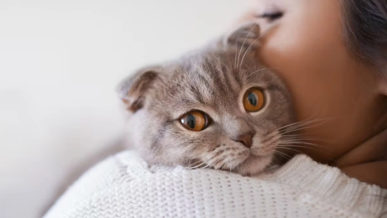 Día Internacional del Gato: México tiene 19.2 millones de michis, ¿cómo cuidar su salud?