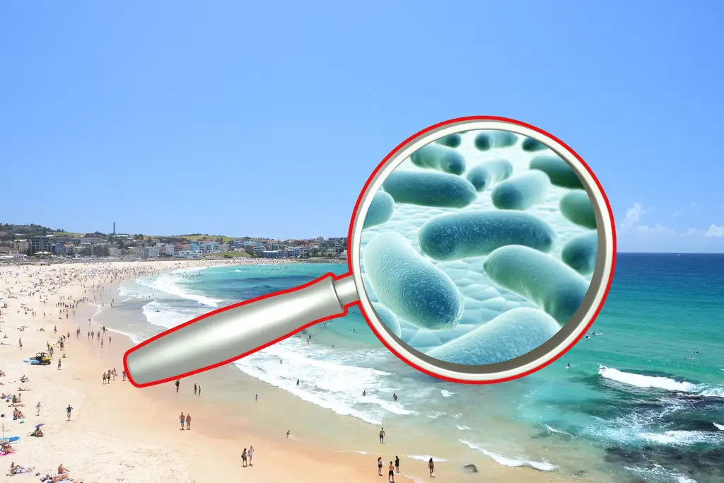 ¿Vas a la playa este verano? La bacteria «comecarne» deja siete mu3rtes en EE. UU.: así puedes prevenir una infección