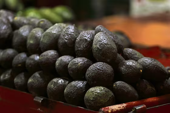 Michoacán reanuda exportación de aguacate a EU; solo tres municipios y un corredor tienen autorización