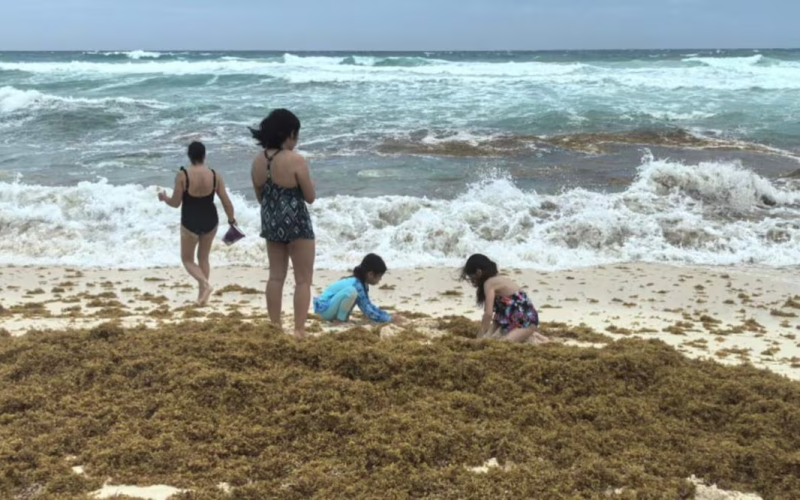 Sargazo rompe récord en 2026 con más de 90 mil toneladas diarias; alga golpea playas, turismo y salud