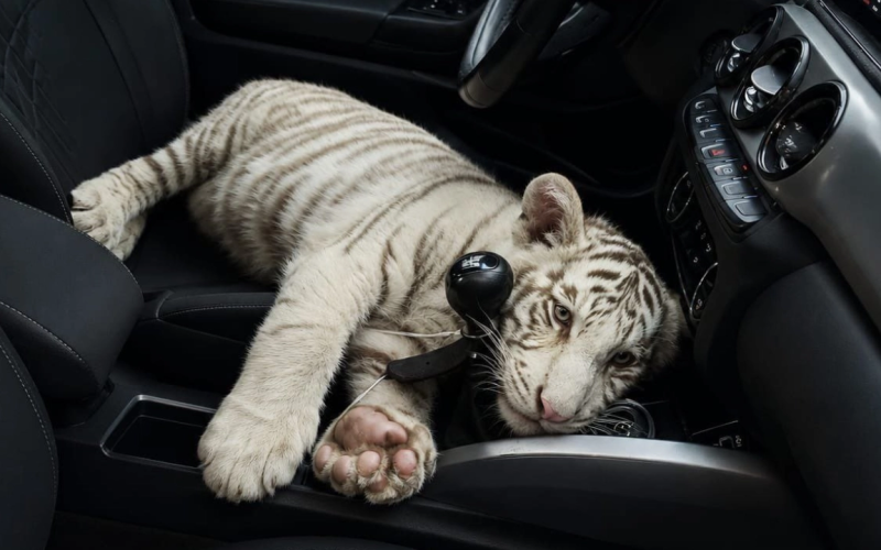 Detienen en Iztapalapa a hombre que transportaba un cachorro de tigre de Bengala blanco