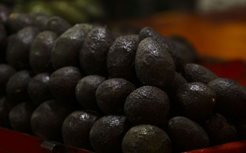 EU reanuda operaciones para exportación de aguacate en Michoacán, pero mantiene la alerta de viaje