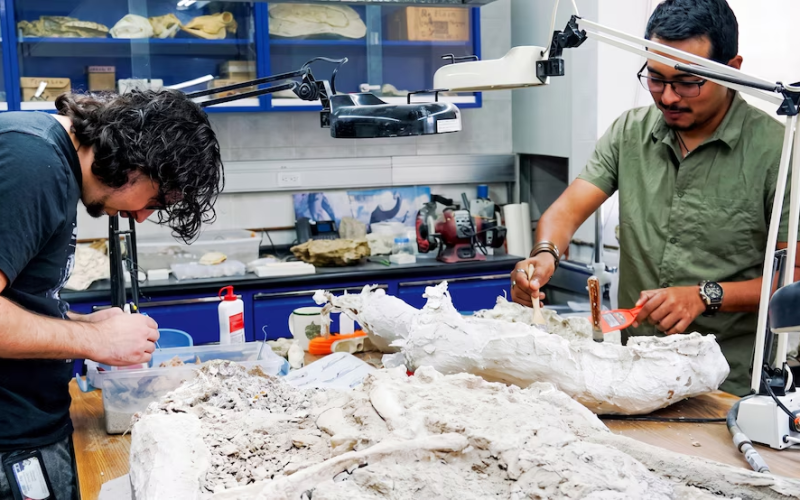 Hallazgo queretano: nuevo estudio con fósiles del Bajío revela que México fue clave para la diversificación de mamíferos en América