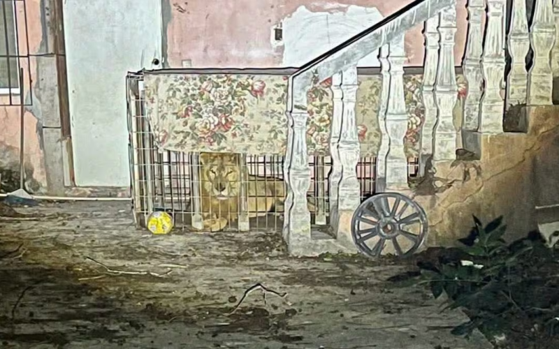 Rescatan a león africano abandon4do en una vivienda de Matamoros; será rehabilitado en un centro especializado