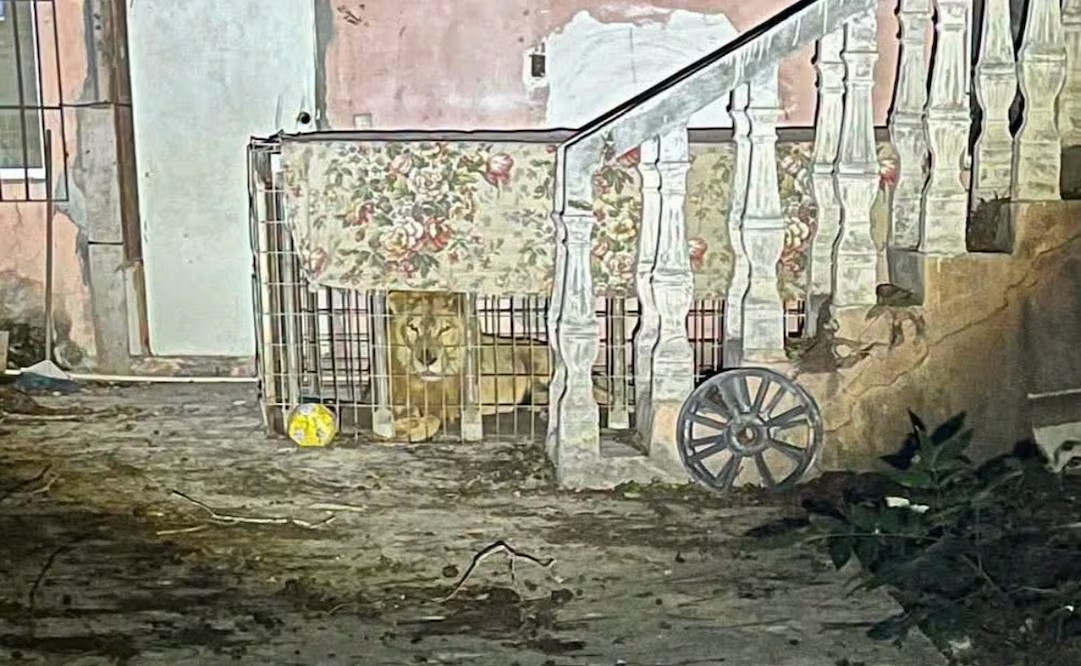 Rescatan a león africano abandon4do en una vivienda de Matamoros; será rehabilitado en un centro especializado