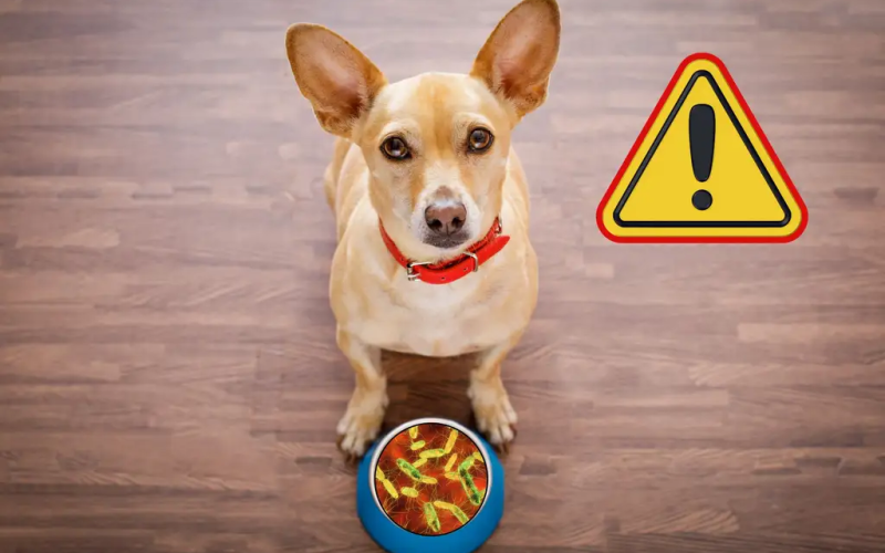 Alerta por alimento para perros con salmonela: estos son los 11 estados donde se vendió