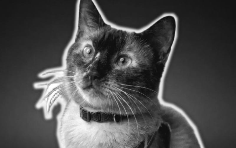 Murió Félix, gato que permaneció 37 días atrapado entre los escombros tras sismos en Venezuela