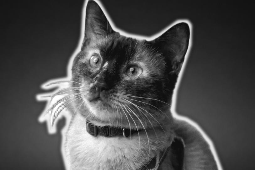 Murió Félix, gato que permaneció 37 días atrapado entre los escombros tras sismos en Venezuela