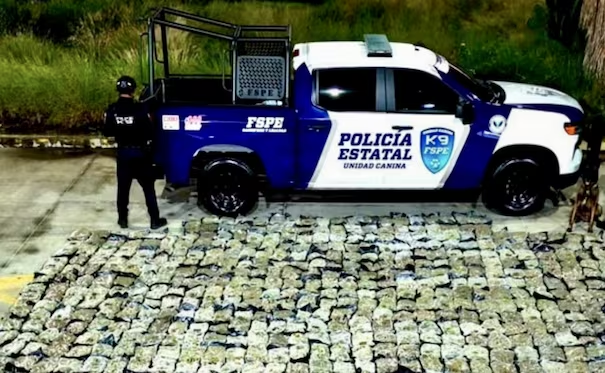 Aseguran 506 kilos de m*rihuana en paquetería de León; perro “Orkan” detecta el cargamento