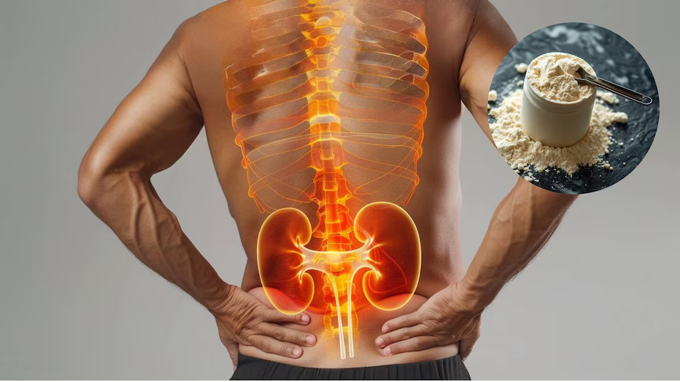 Daño renal por proteína en polvo: La cantidad máxima al día que tus riñones pueden filtrar