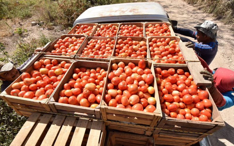 EU rechaza eliminar arancel antidumping a tomate mexicano: ‘No hay cambios suficientes para revocarlo’