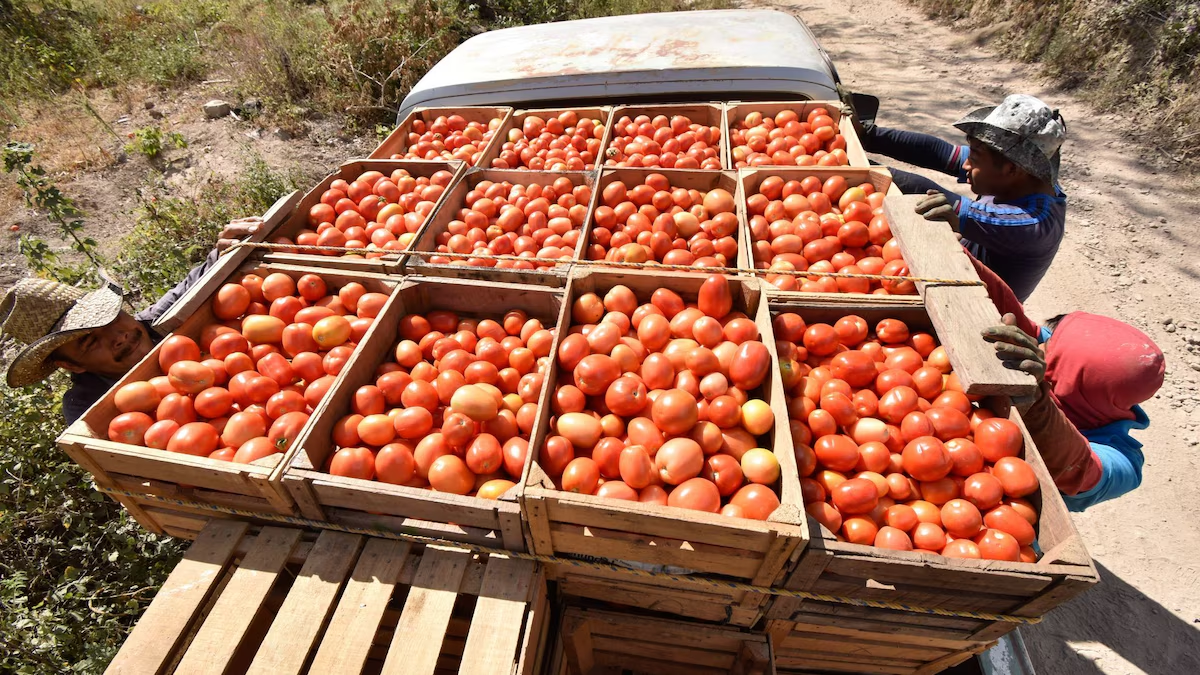 EU rechaza eliminar arancel antidumping a tomate mexicano: ‘No hay cambios suficientes para revocarlo’