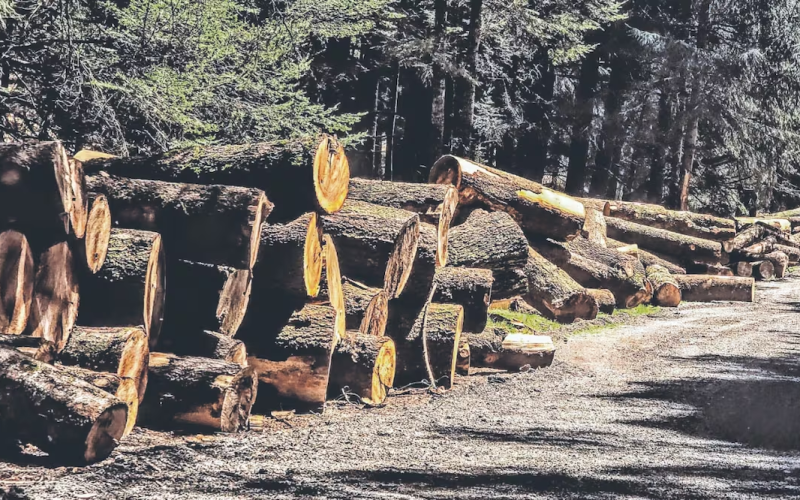 EU toma medidas para permitir la tala de árboles en bosques nacionales; busca construir carreteras