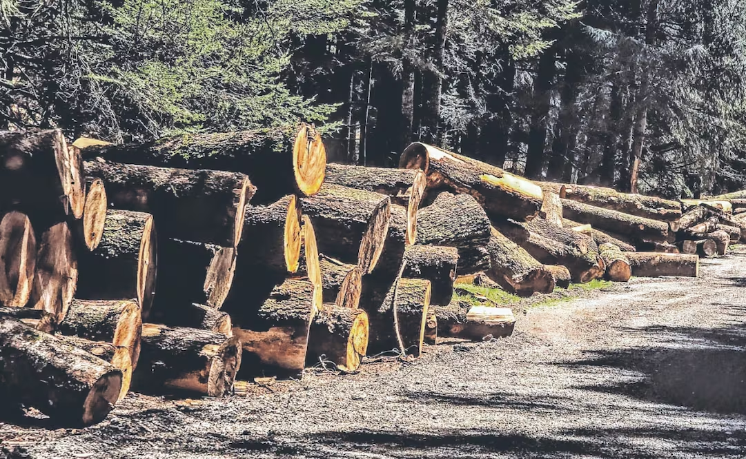 EU toma medidas para permitir la tala de árboles en bosques nacionales; busca construir carreteras