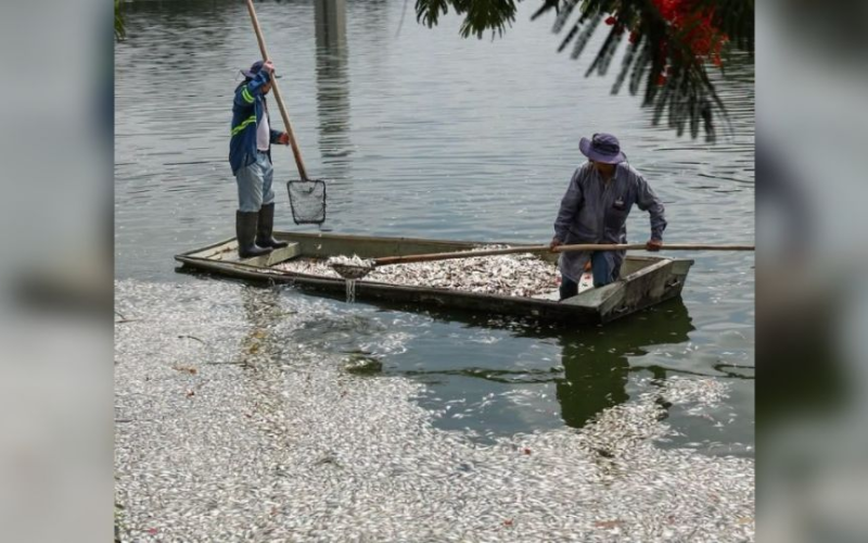 Hallan cientos de peces muertos en laguna en Tabasco; Sedema lo atribuye a condiciones climatológicas