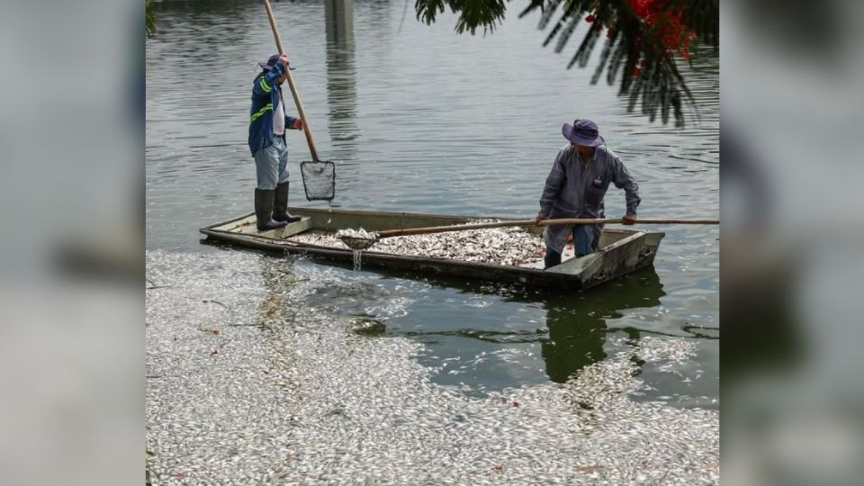Hallan cientos de peces muertos en laguna en Tabasco; Sedema lo atribuye a condiciones climatológicas