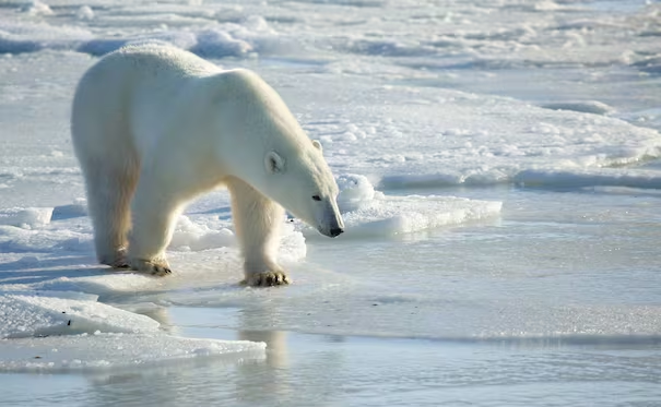 Multan a turista en Noruega con más de 5 mil dólares; despertó a un oso polar con una sirena marítima