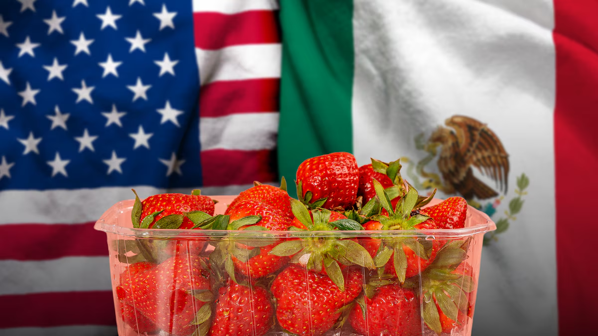 EU ‘castiga’ a fresa mexicana y amenaza con arancel de 5.28% por ‘dumping’: ‘No hay bases’, responde México