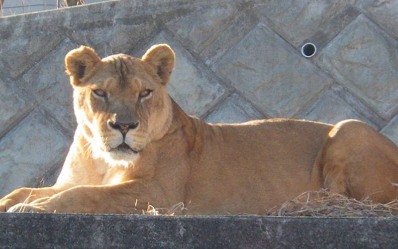 M*eren tres leonas en zoológico de Japón tras fuerte ola de calor que dejó al menos 59 personas fallecidas