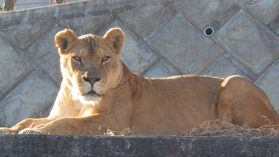 M*eren tres leonas en zoológico de Japón tras fuerte ola de calor que dejó al menos 59 personas fallecidas