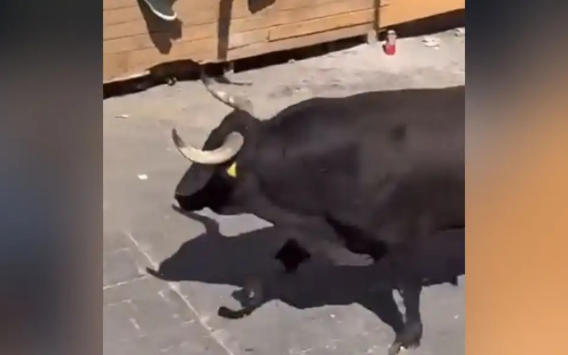 Hombre muer3 por cornada de toro en la Huamantlada 2026; hay al menos 10 heridos