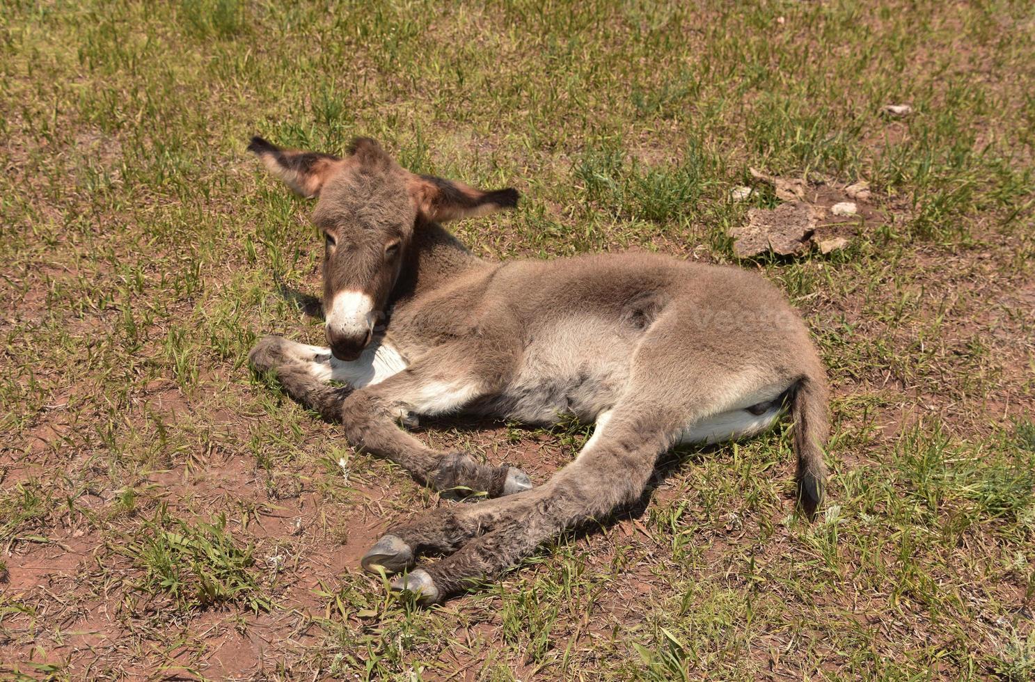 …Y en Torreón decapitan un burro