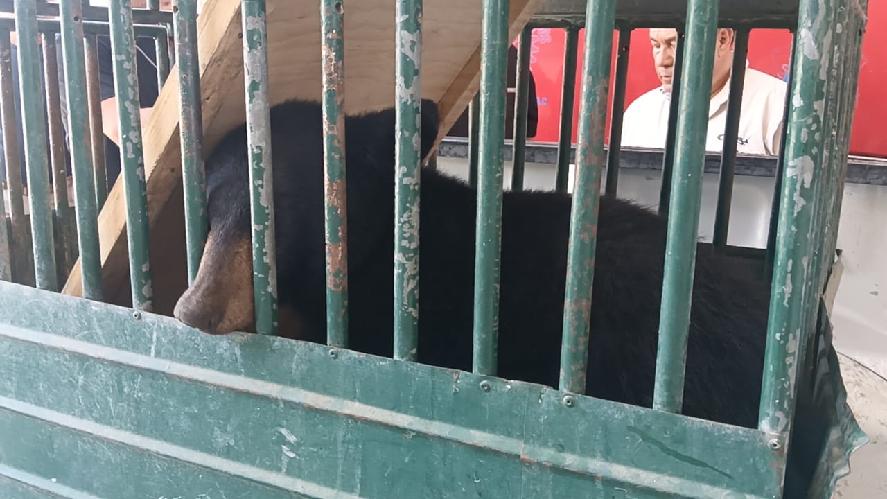 Capturan oso negro en  el Ejido 28 de Agosto
