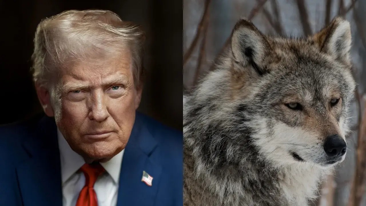 Trump pone en riesgo al lobo mexicano; en Coahuila trabajan para salvarlo