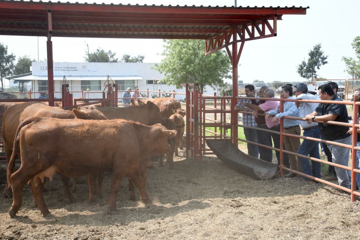 Será Sabinas la sede del Mejoramiento Genético