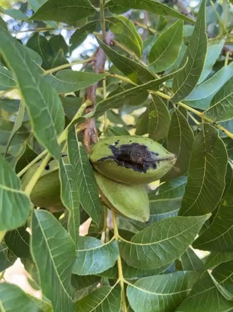 Afecta plaga a 30% de  los nogales en Parras