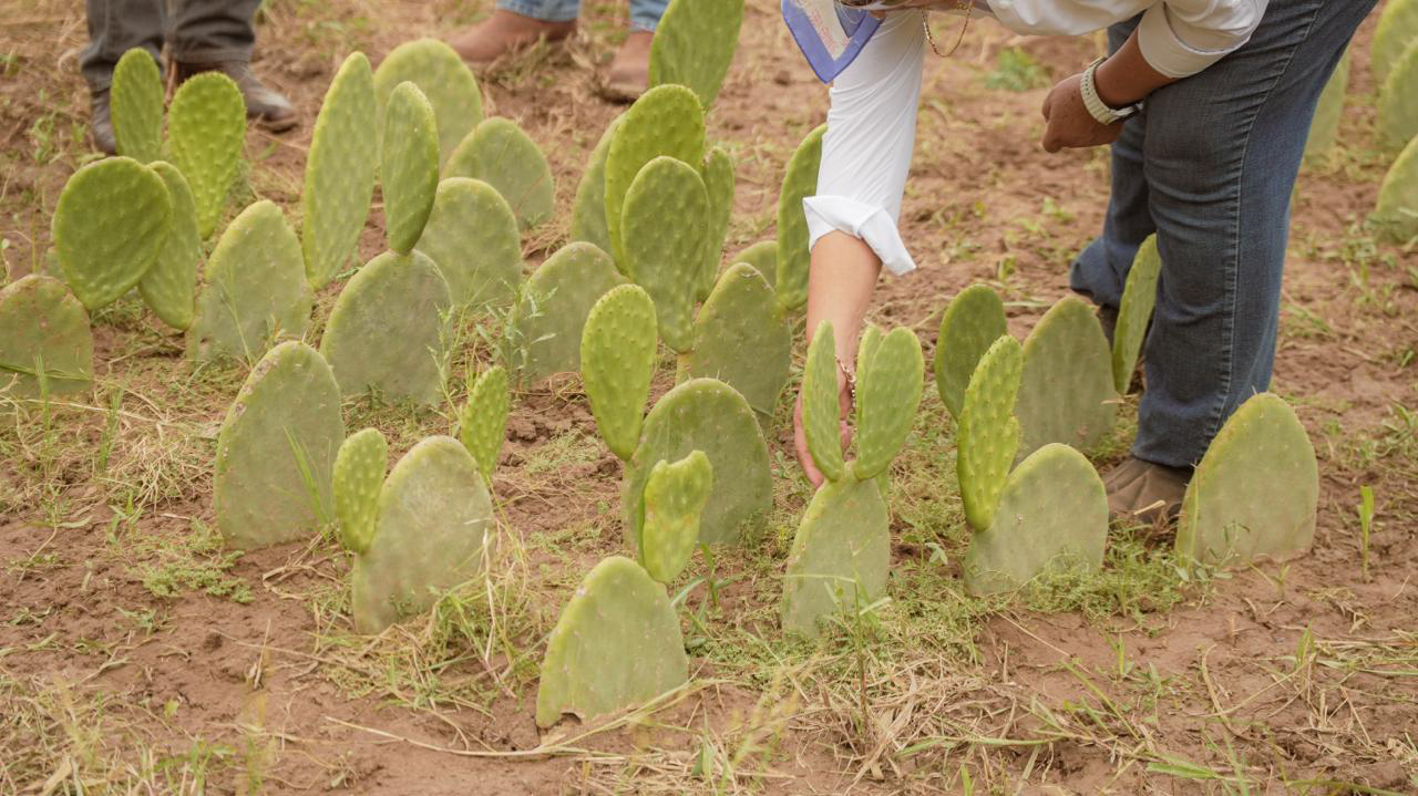 Avanza programa de parcelas alternativas de nopal en Ejidos