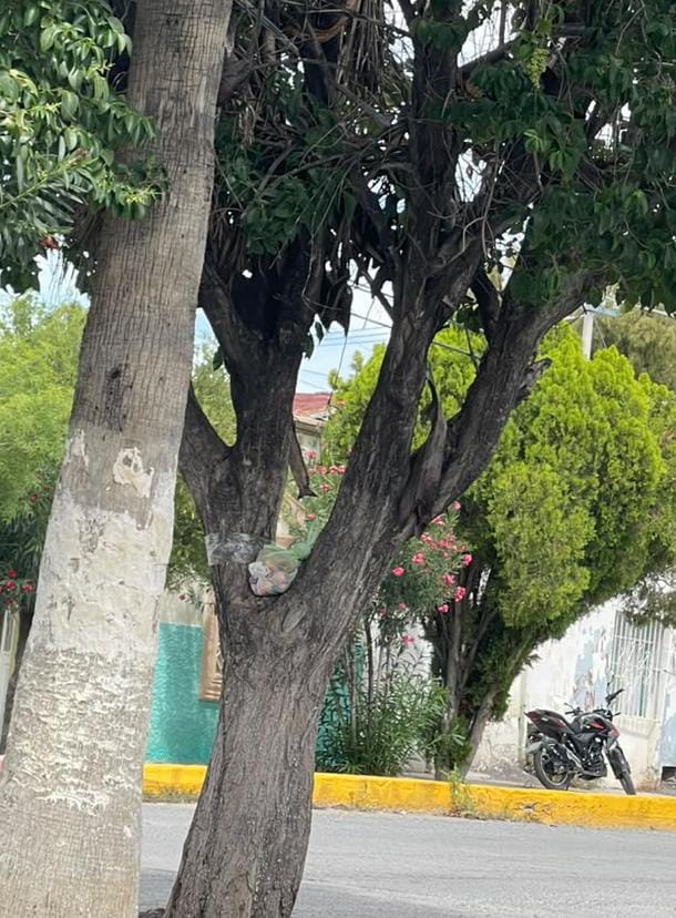 Investigan muerte de perrita en Parras
