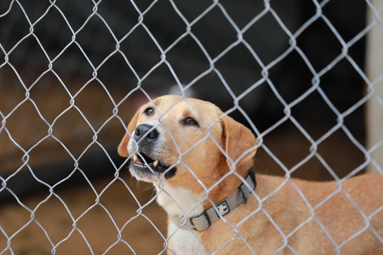 Realiza Municipio feria para adoptar mascotas