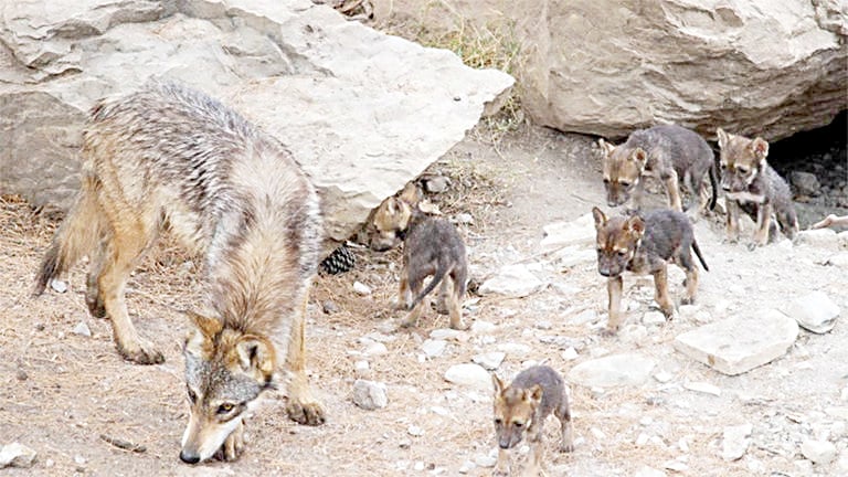 Analiza Donald Trump retirar protección al lobo mexicano
