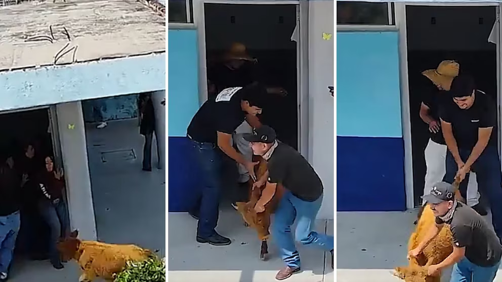¡Del corral a la escuela! Vaquilla entra a salón de preparatoria en Guanajuato y causa alboroto