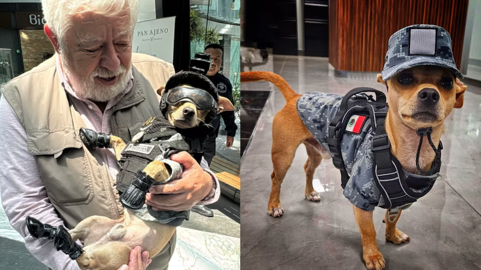 Jaime Maussan conoce a Comando Chihuahua y redes lo bautizan como un perro ‘fuera de este mundo’