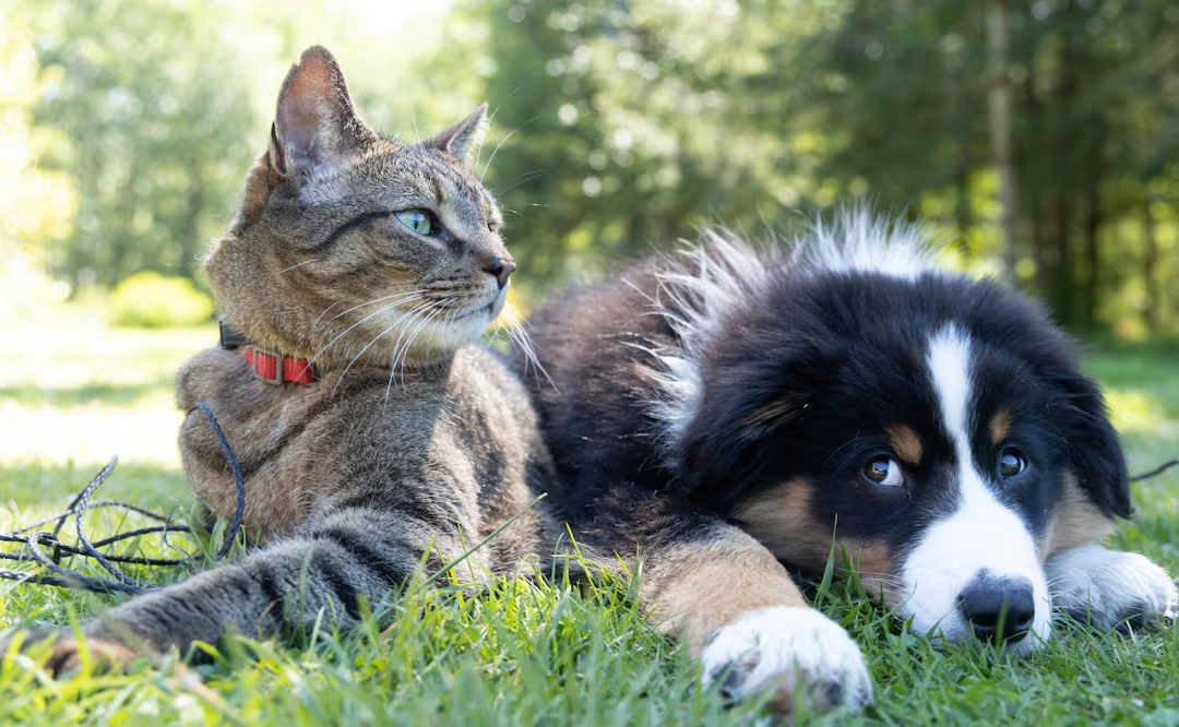 ¿Qué debes saber antes de adoptar una mascota?; haz sentir cómodo a tu lomito o michi con estos consejos