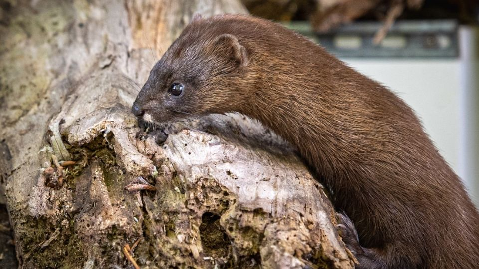 Detectan primer brote de gripe aviar en granja de visones en Utah; emiten alerta por contagios a humanos