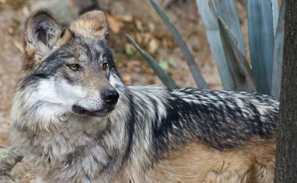 Trump va por la eliminación de protecciones del lobo gris mexicano; firma orden ejecutiva y alega apoyo a ganaderos de EU